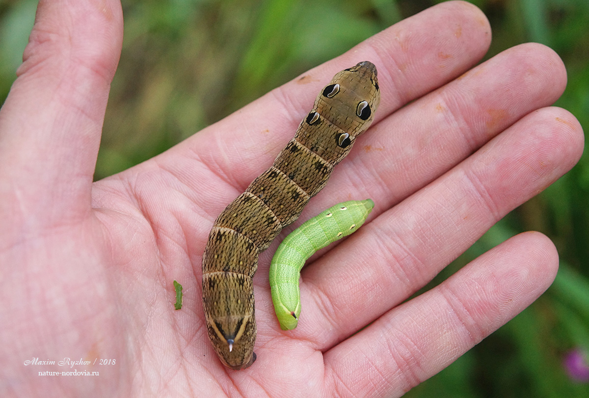 Средний винный бражник (Deilephila elpenor)