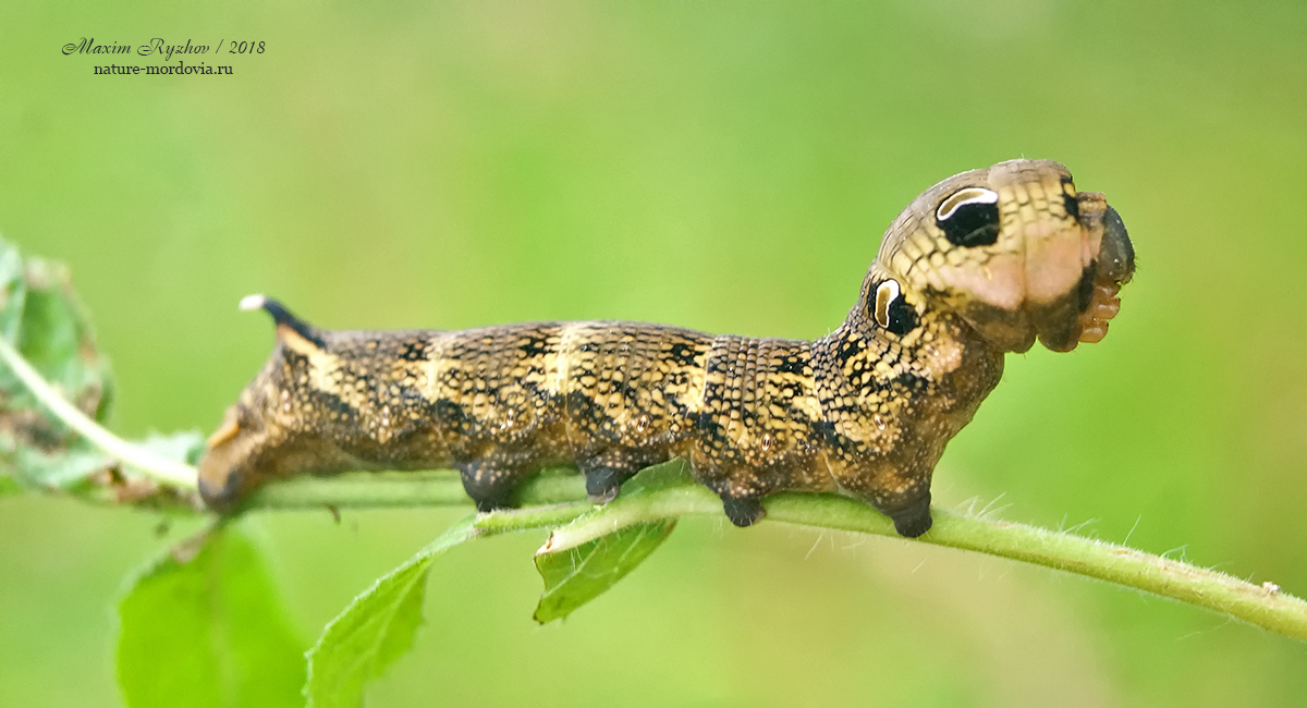 Средний винный бражник (Deilephila elpenor)