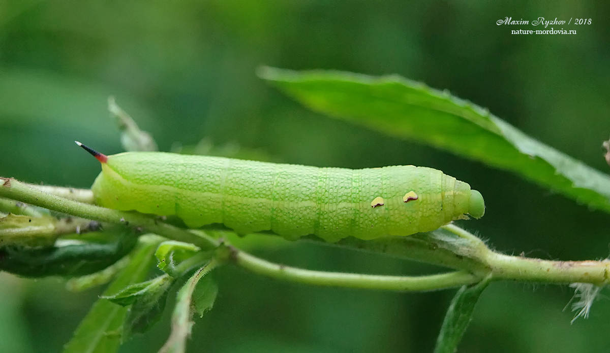Средний винный бражник (Deilephila elpenor)