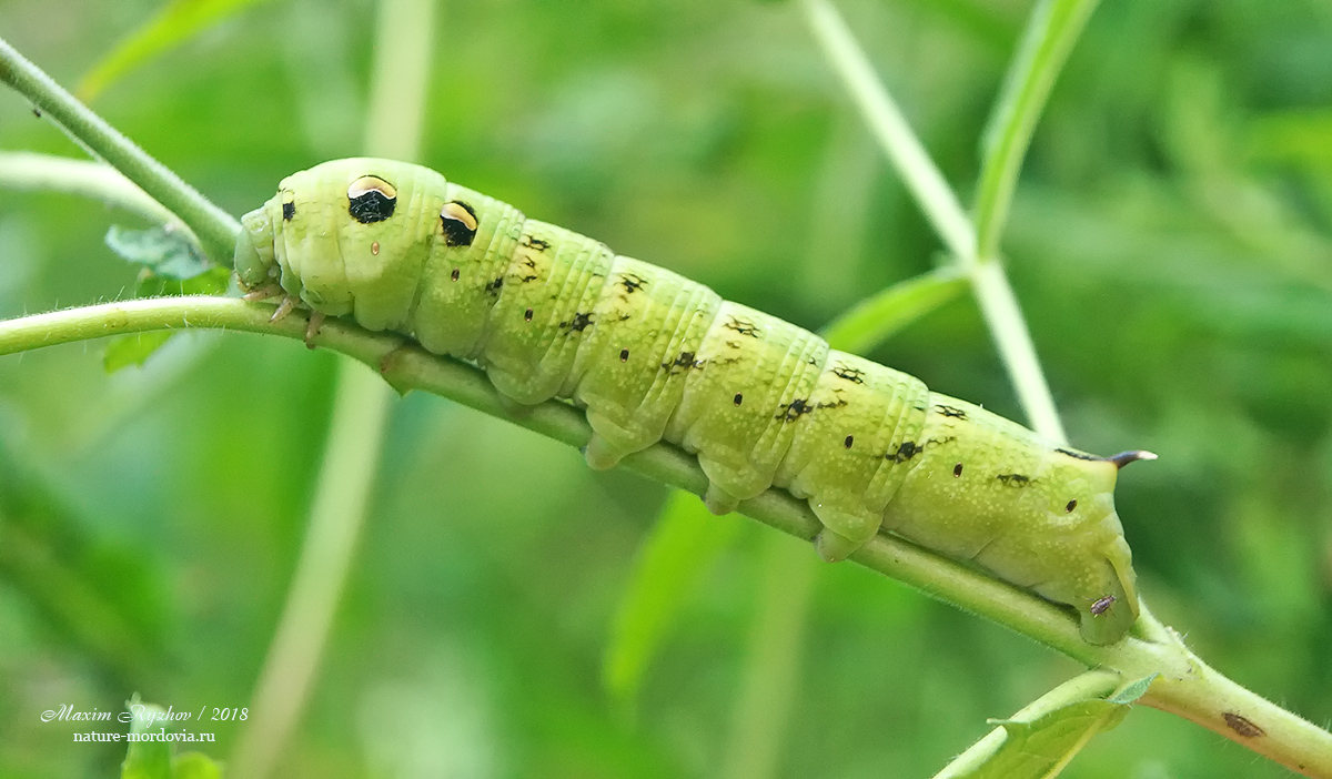 Средний винный бражник (Deilephila elpenor)