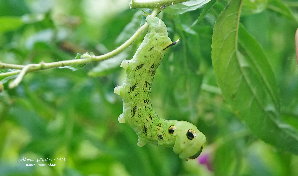 Средний винный бражник (Deilephila elpenor)