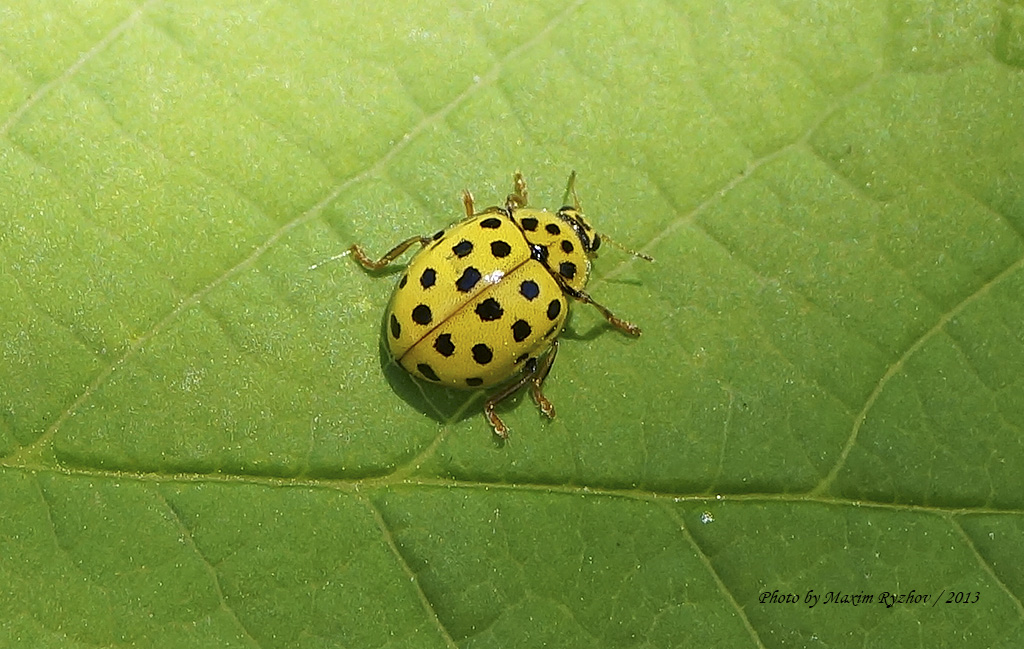 Псиллобора двадцатидвухточечная (Psyllobora vigintiduopunctata)