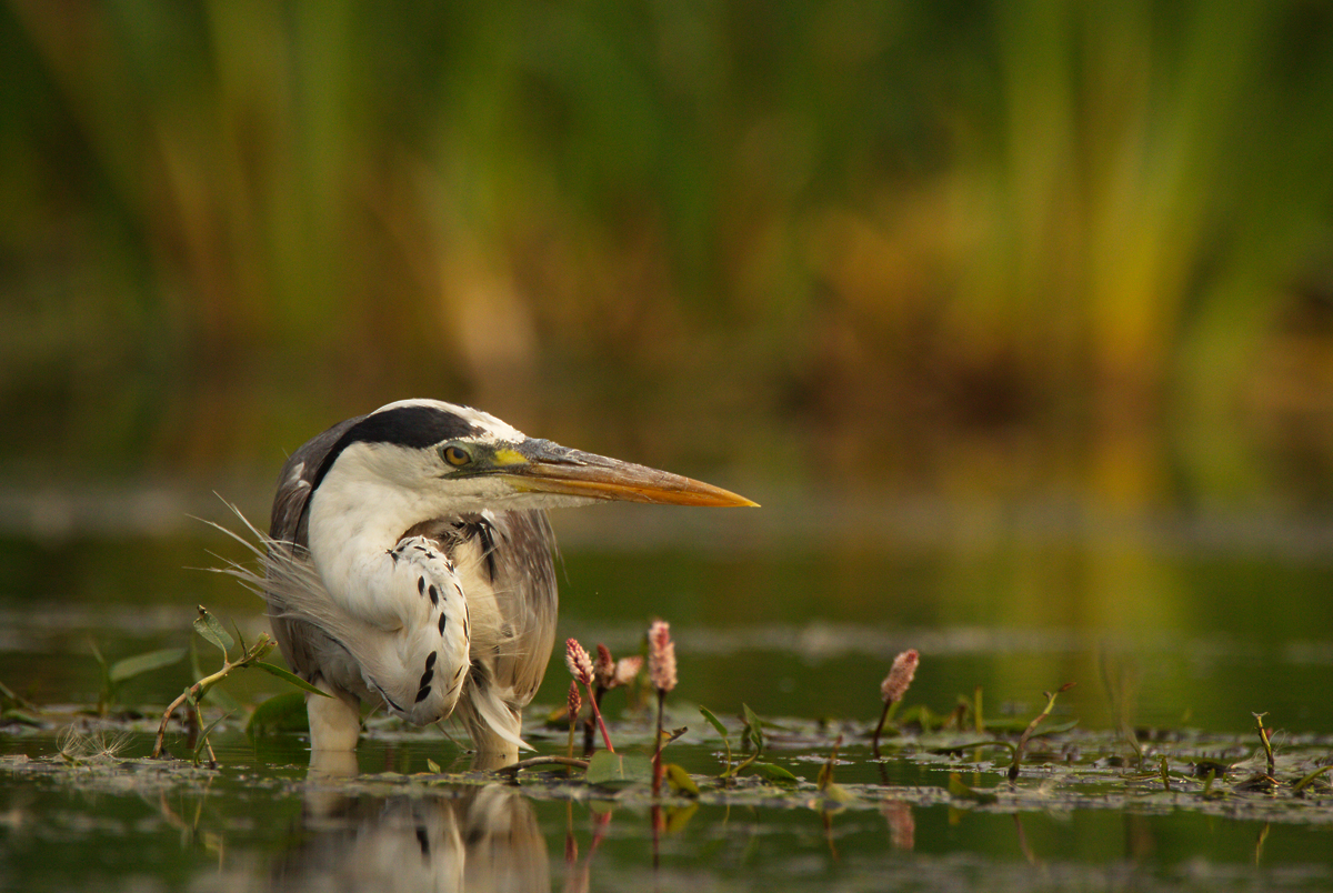 Серая цапля (Ardea cinerea)
