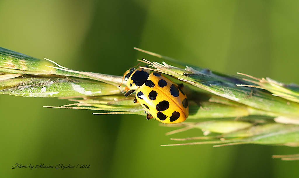 Коровка тринадцатиточечная (Hippodamia tredecimpunctata)