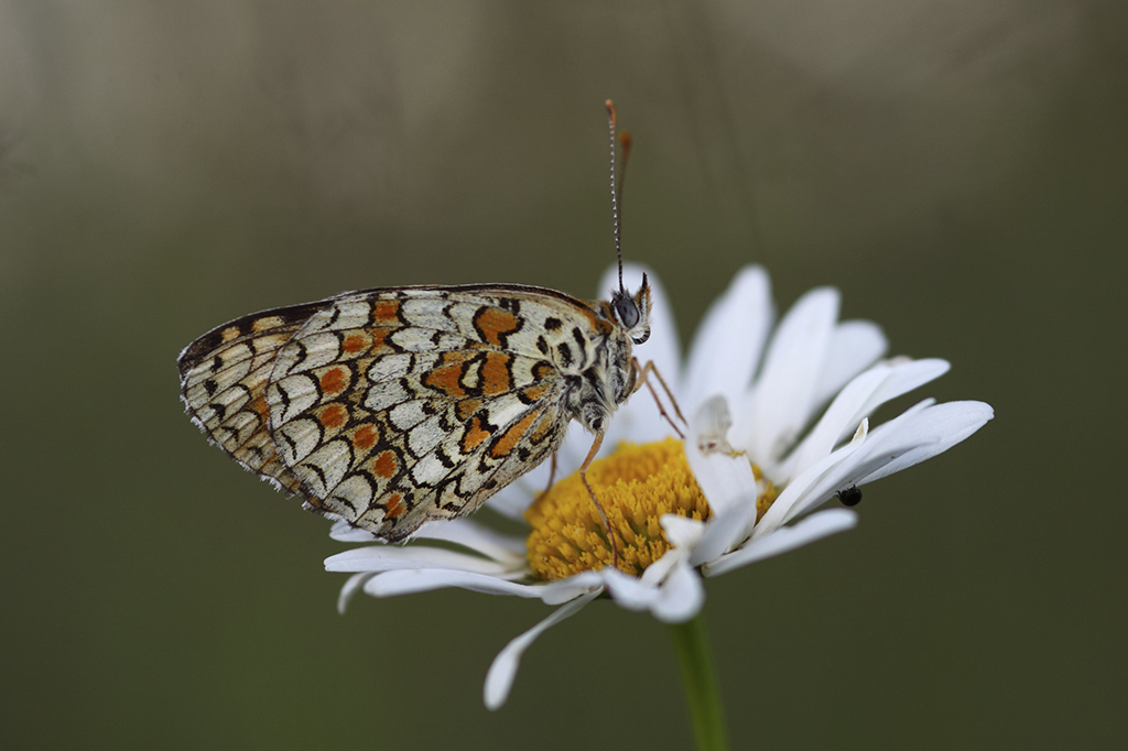 Шашечница Феба (Melitaea phoebe)
