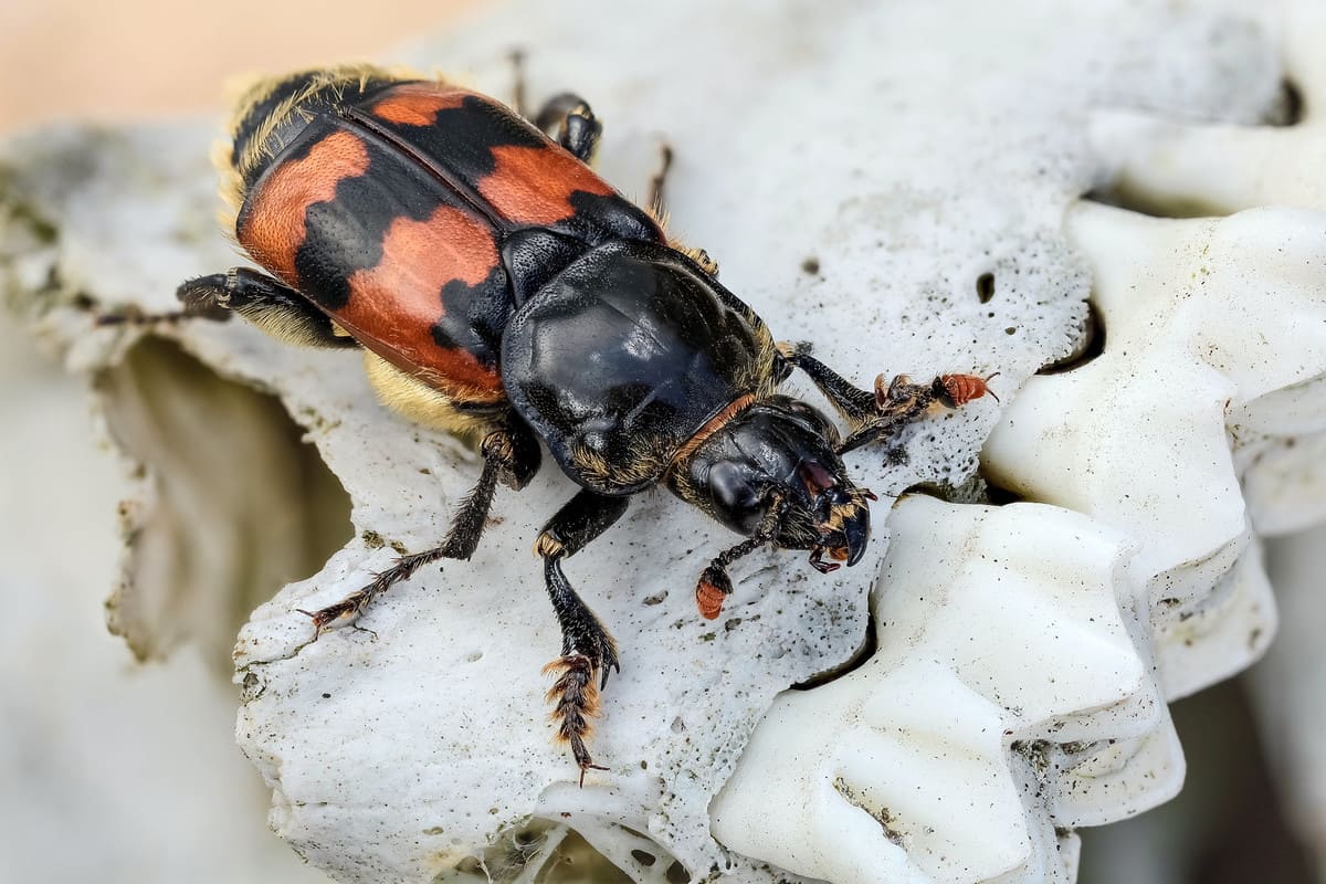 Обыкновенный могильщик (Nicrophorus vespillo). Фото с Flickr.com