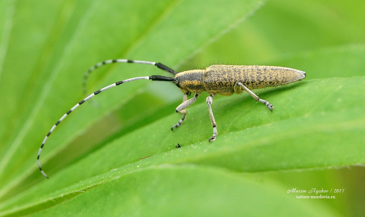 Агапантия обыкновенная (Agapanthia villosoviridescens)