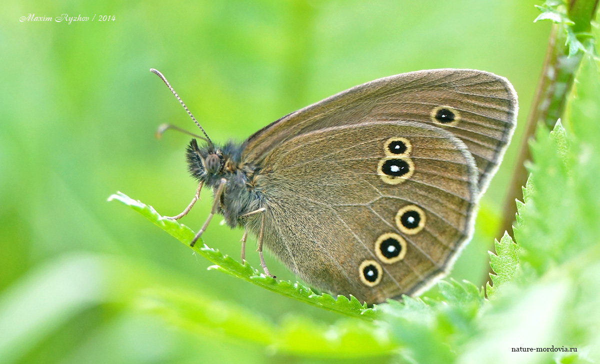 Глазок цветочный (Aphantopus hyperantus)