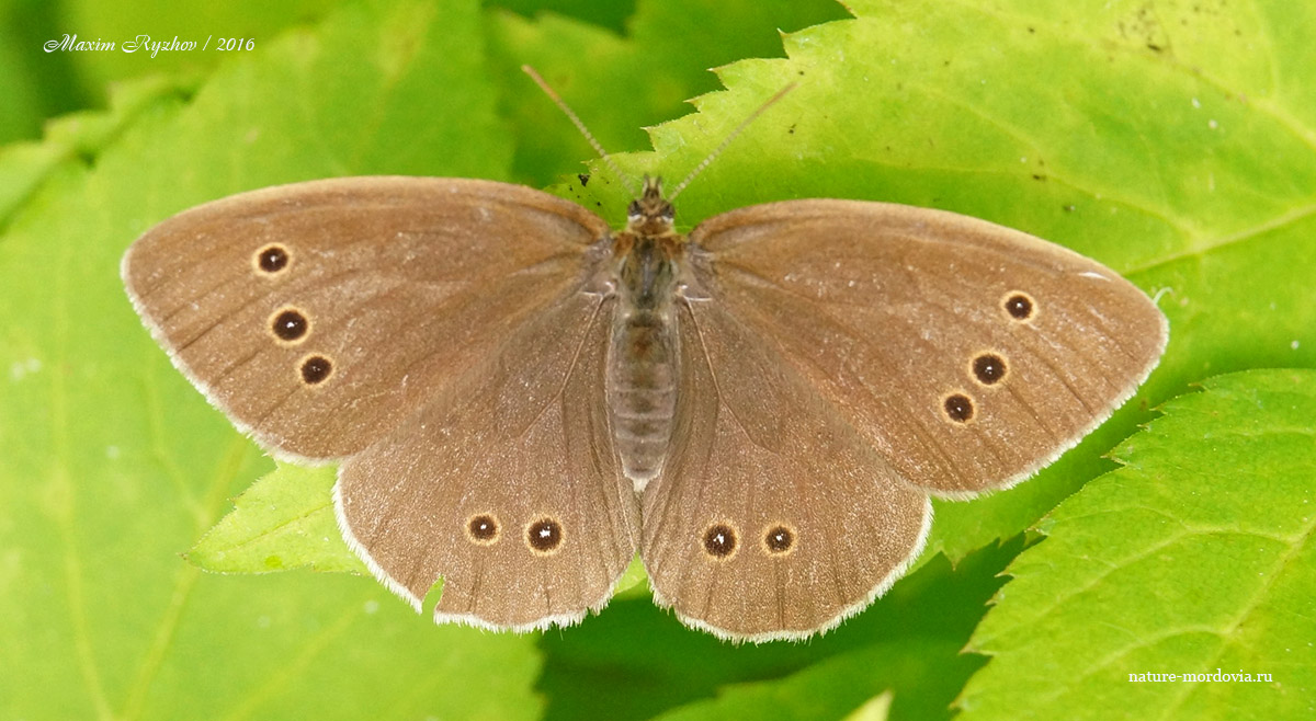 Глазок цветочный (Aphantopus hyperantus)