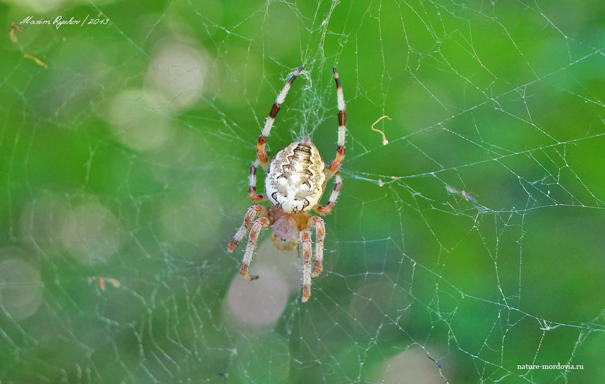 Крестовик мраморный (Araneus marmoreus)