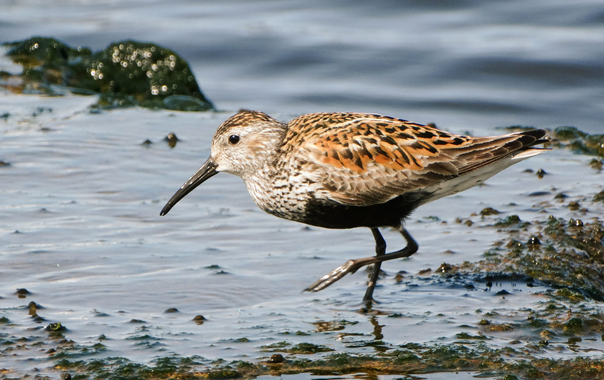 Чернозобик Calidris alpina