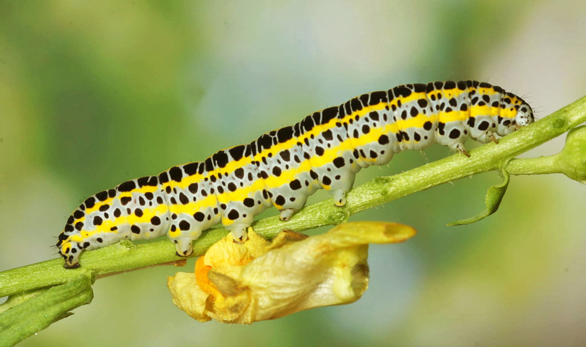Совка-луночка (Calophasia lunula)