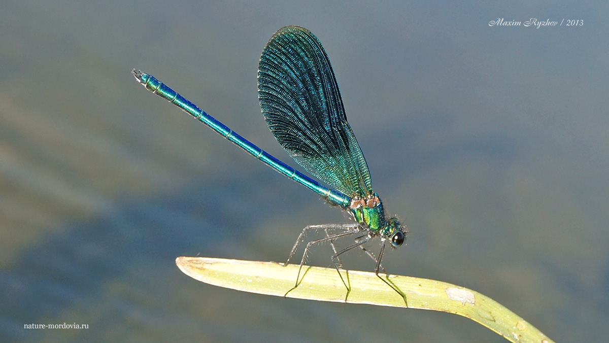 Самец красотки блестящей (Calopteryx splendens)