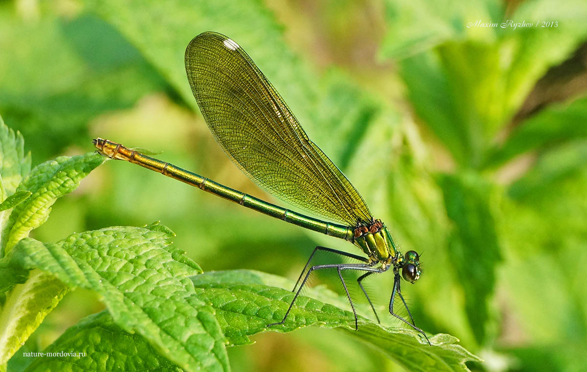 Самка красотки блестящей (Calopteryx splendens)
