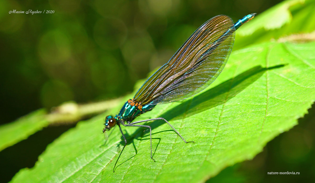 Самец красотки-девушки (Calopteryx virgo)
