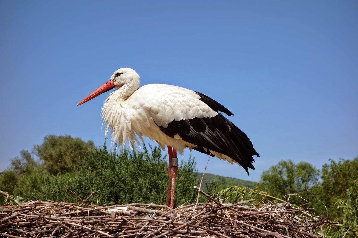 Белый аист (Ciconia ciconia). Фото из интернета, автор не известен.