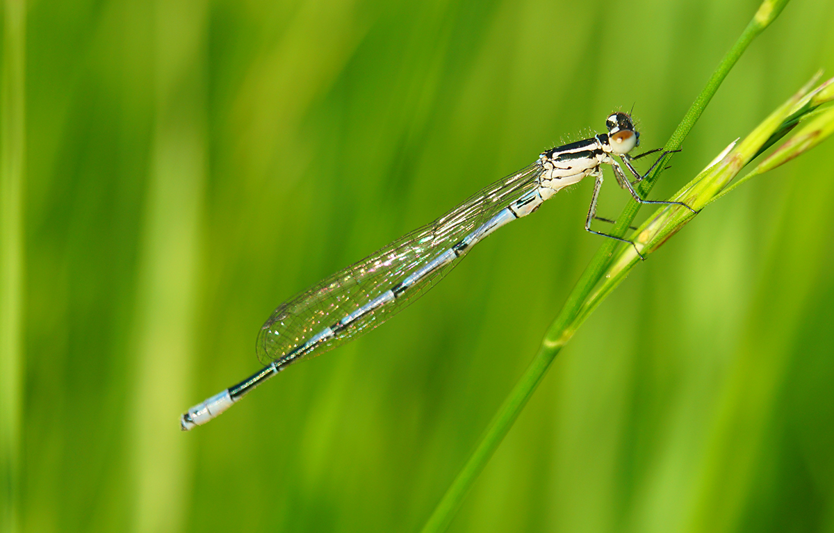 Самка стрелки-девушки (Coenagrion puella)