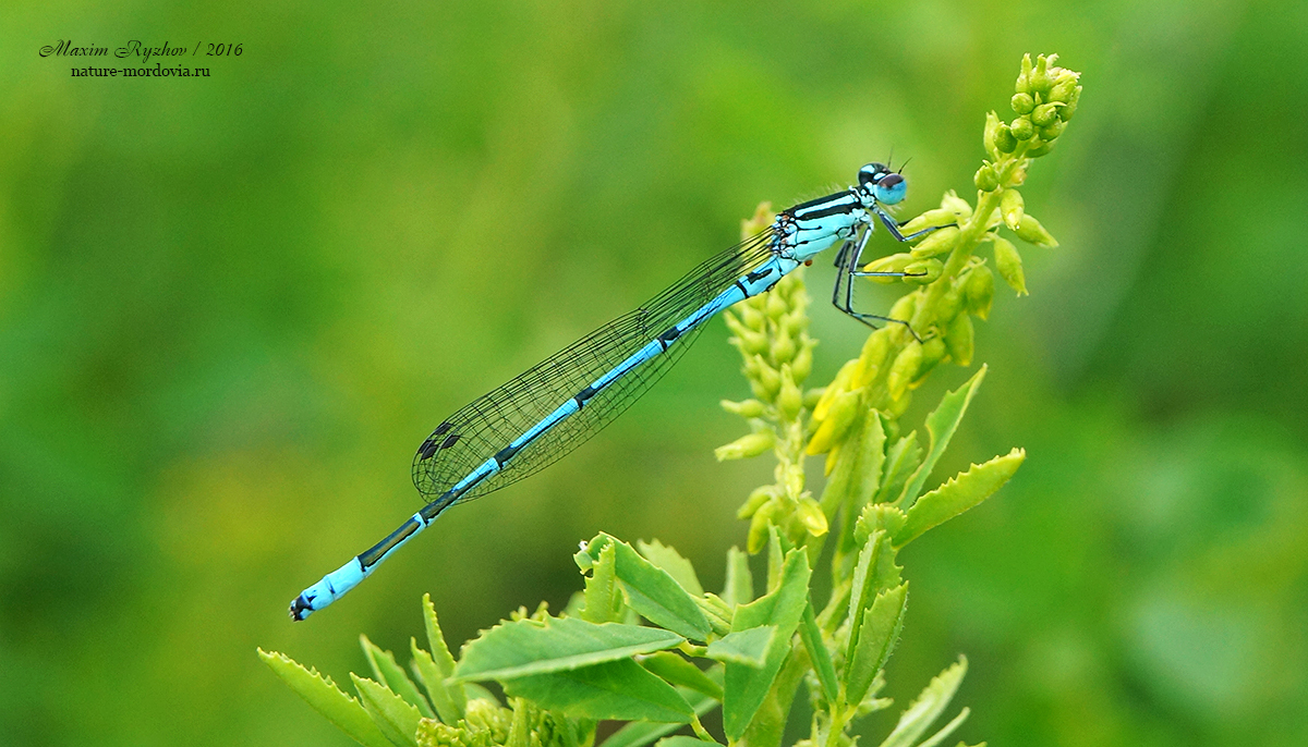 Самец стрелки-девушки (Coenagrion puella)