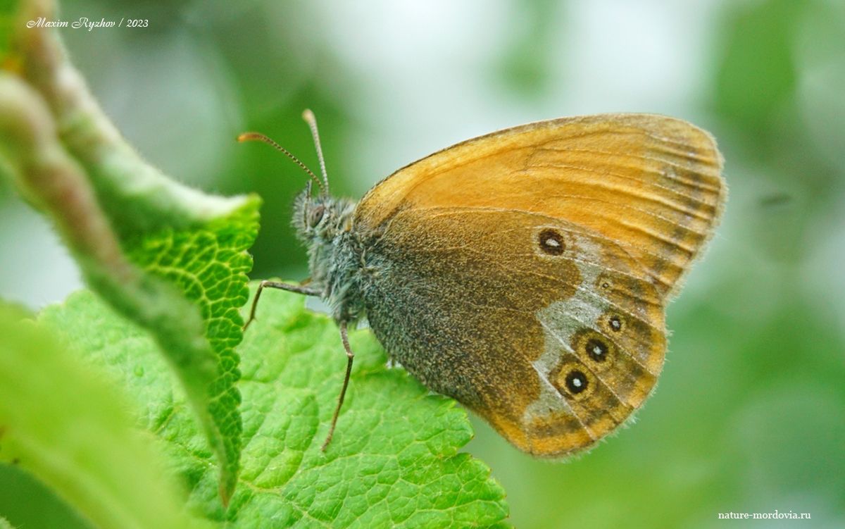 Сенница аркания (Coenonympha arcania)