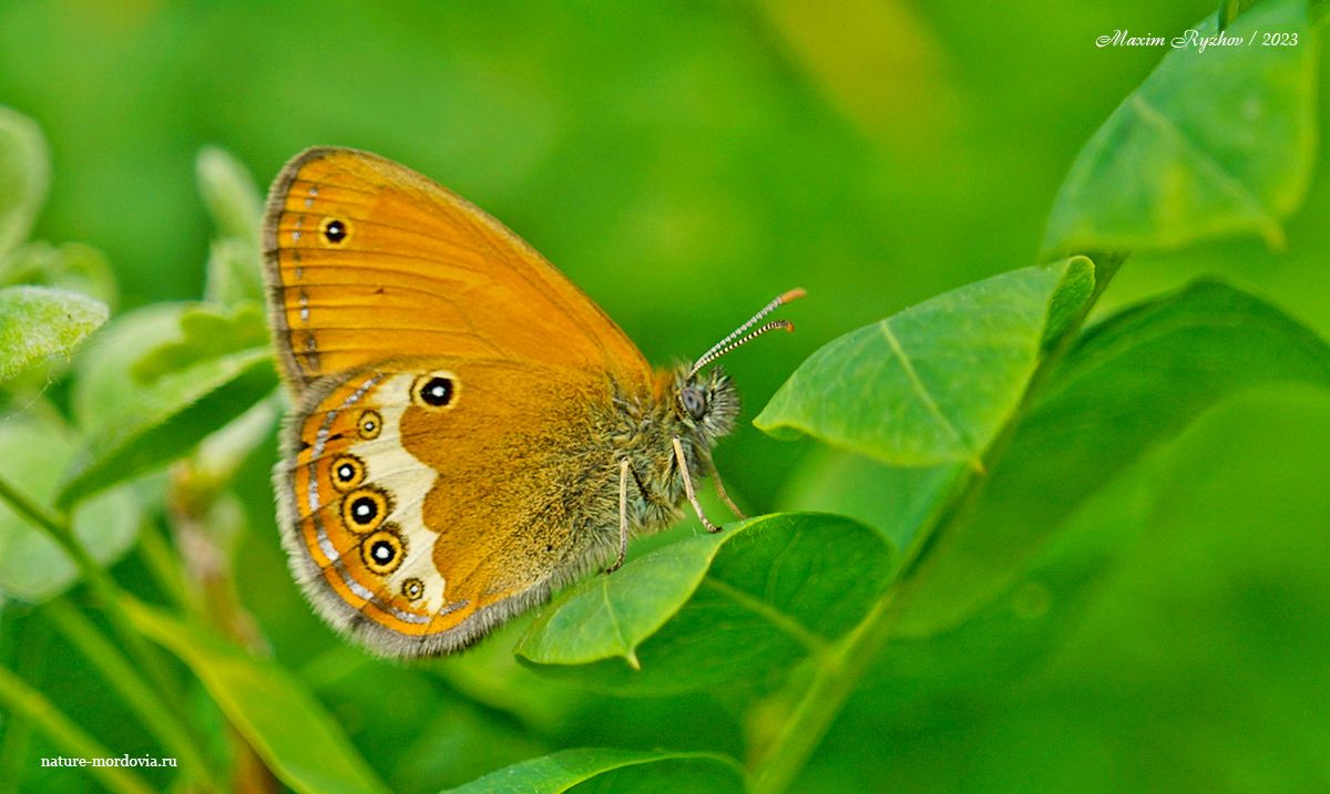 Сенница аркания (Coenonympha arcania)