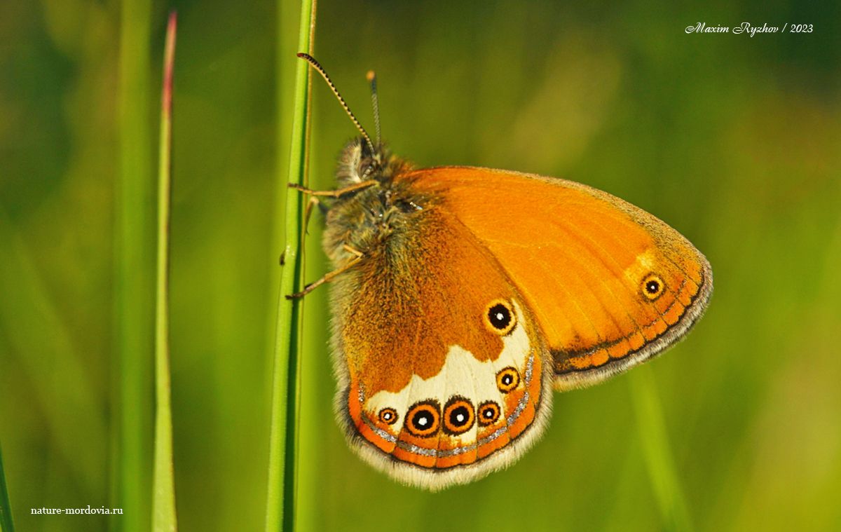 Сенница аркания (Coenonympha arcania)