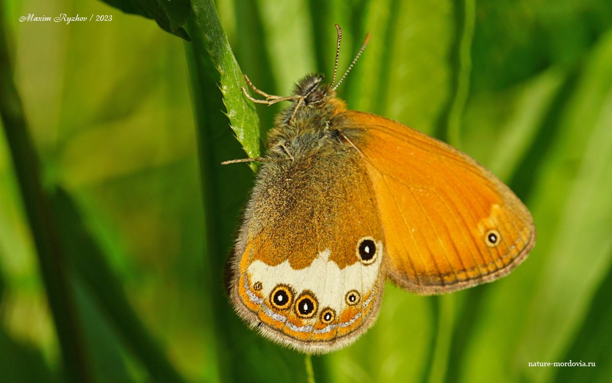 Сенница аркания (Coenonympha arcania)