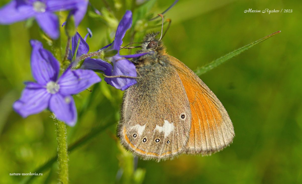 Сенница гликерион (Coenonympha glycerion)