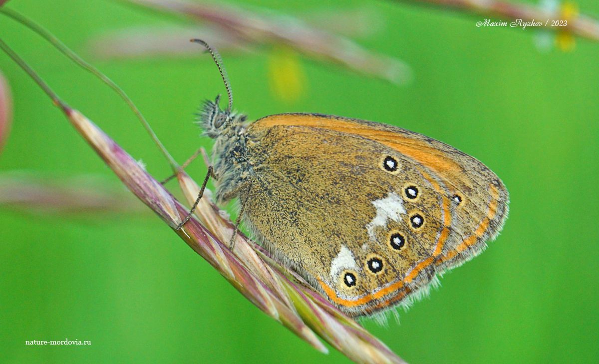 Сенница гликерион (Coenonympha glycerion)