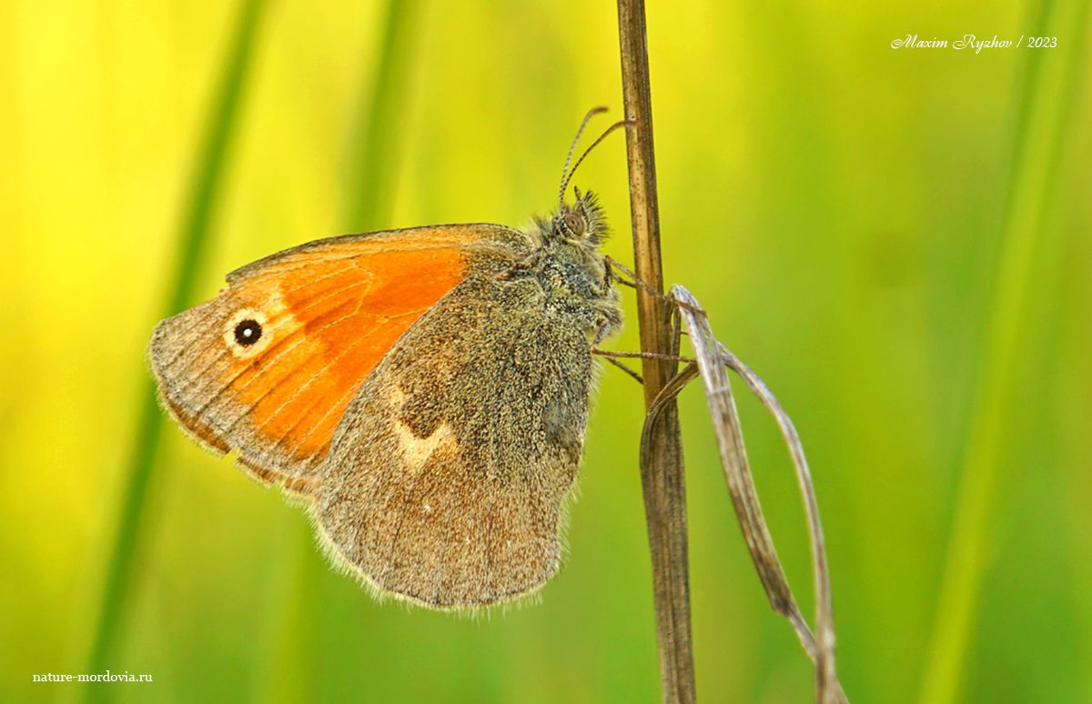 Сенница обыкновенная (Coenonympha pamphilus)