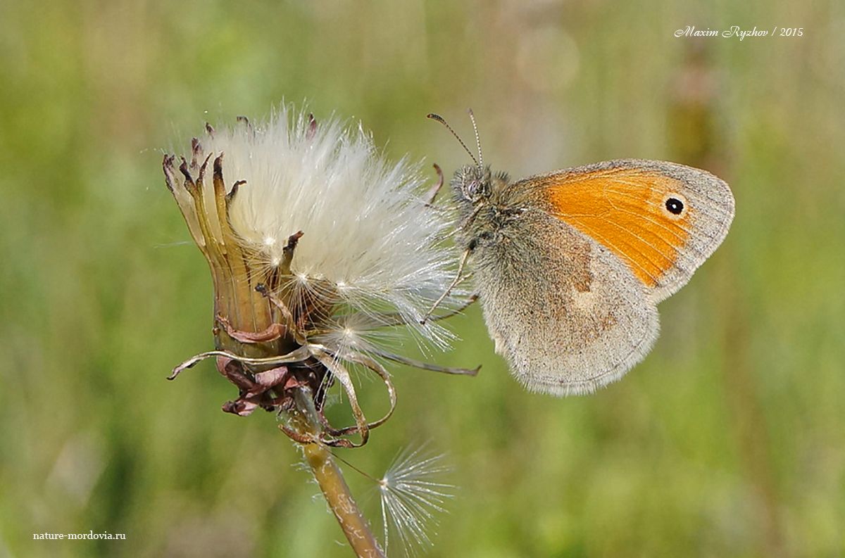 Сенница обыкновенная (Coenonympha pamphilus)