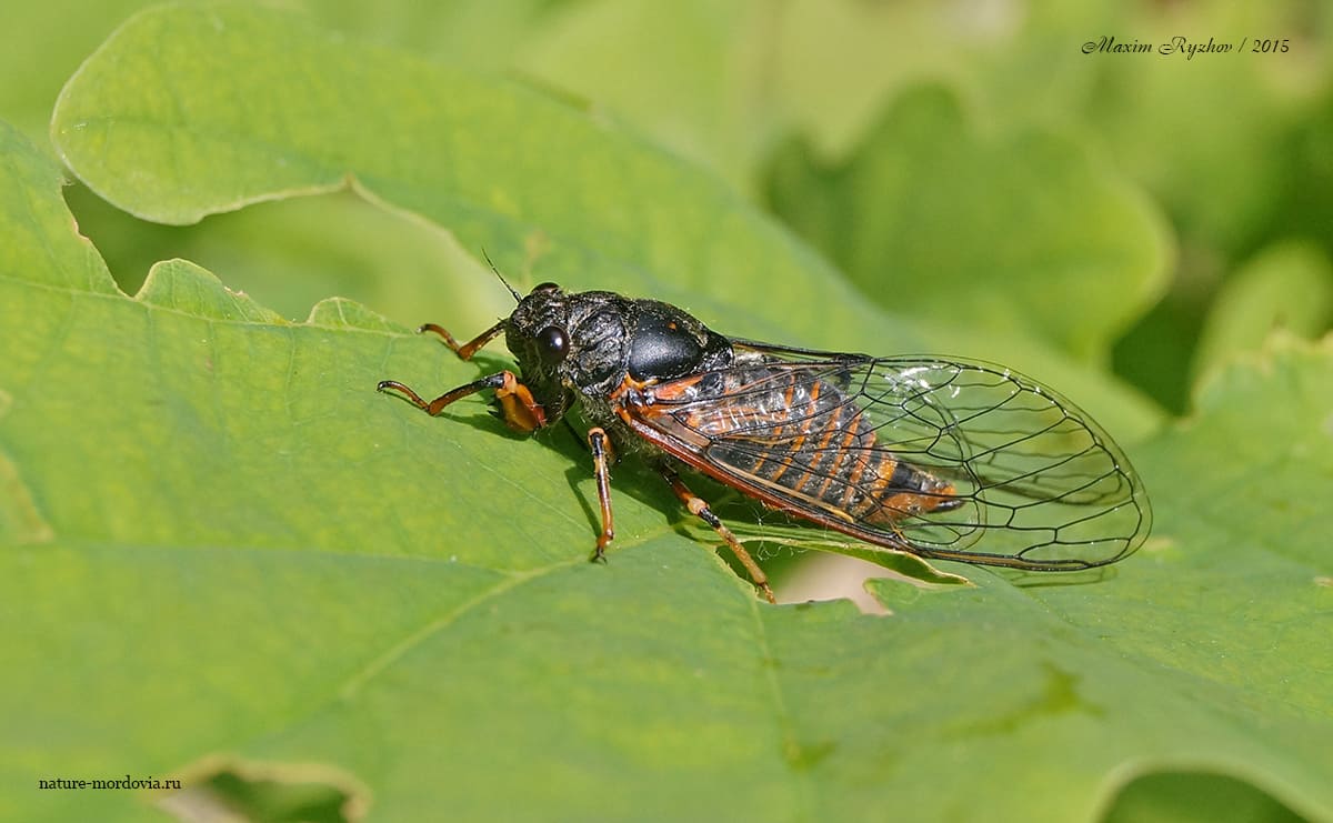 Цикада горная (Cicadetta montana)