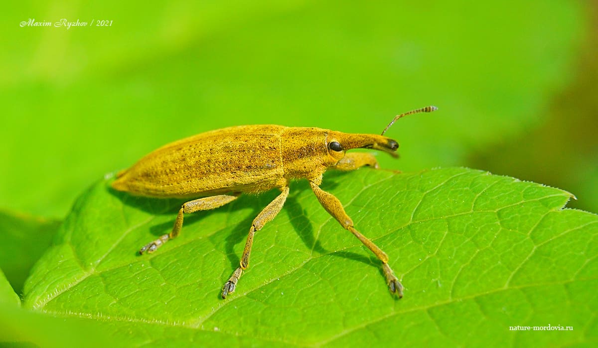 Фрачник обыкновенный (Lixus iridis)