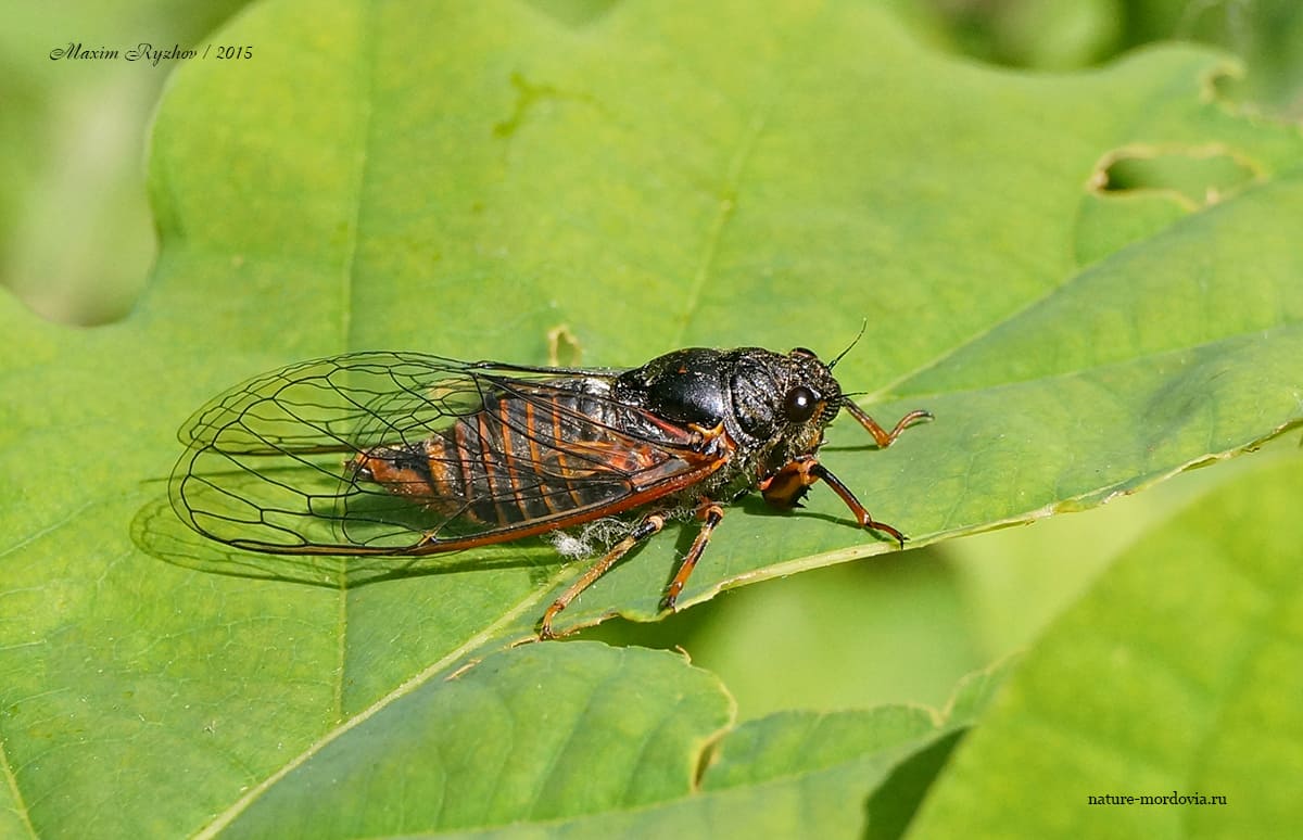 Цикада горная (Cicadetta montana)