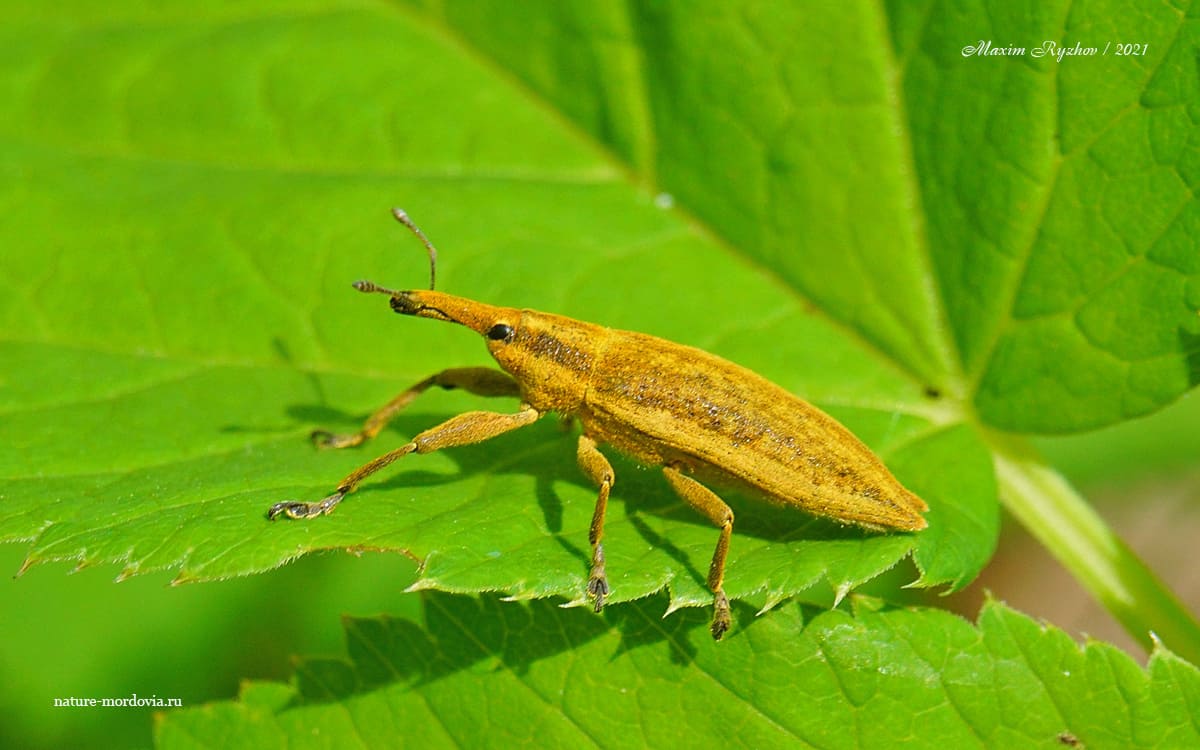 Фрачник обыкновенный (Lixus iridis)
