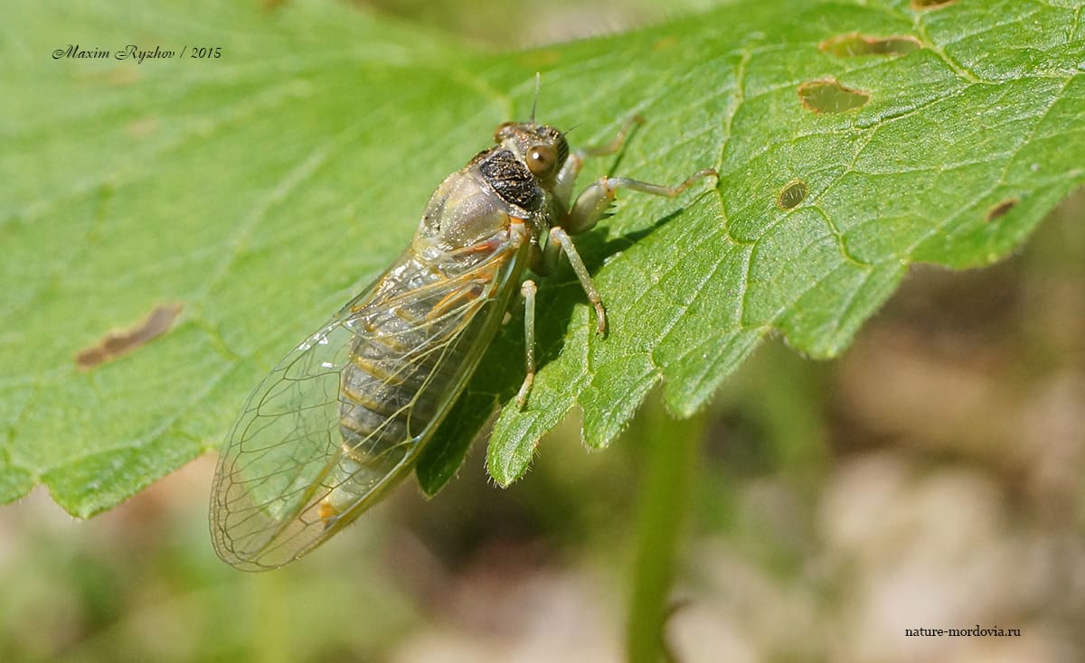 Молодая особь горной цикады (Cicadetta montana)