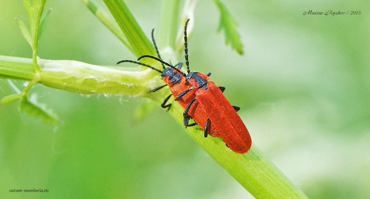 Кровавый краснокрыл (Lygistopterus sanguineus)