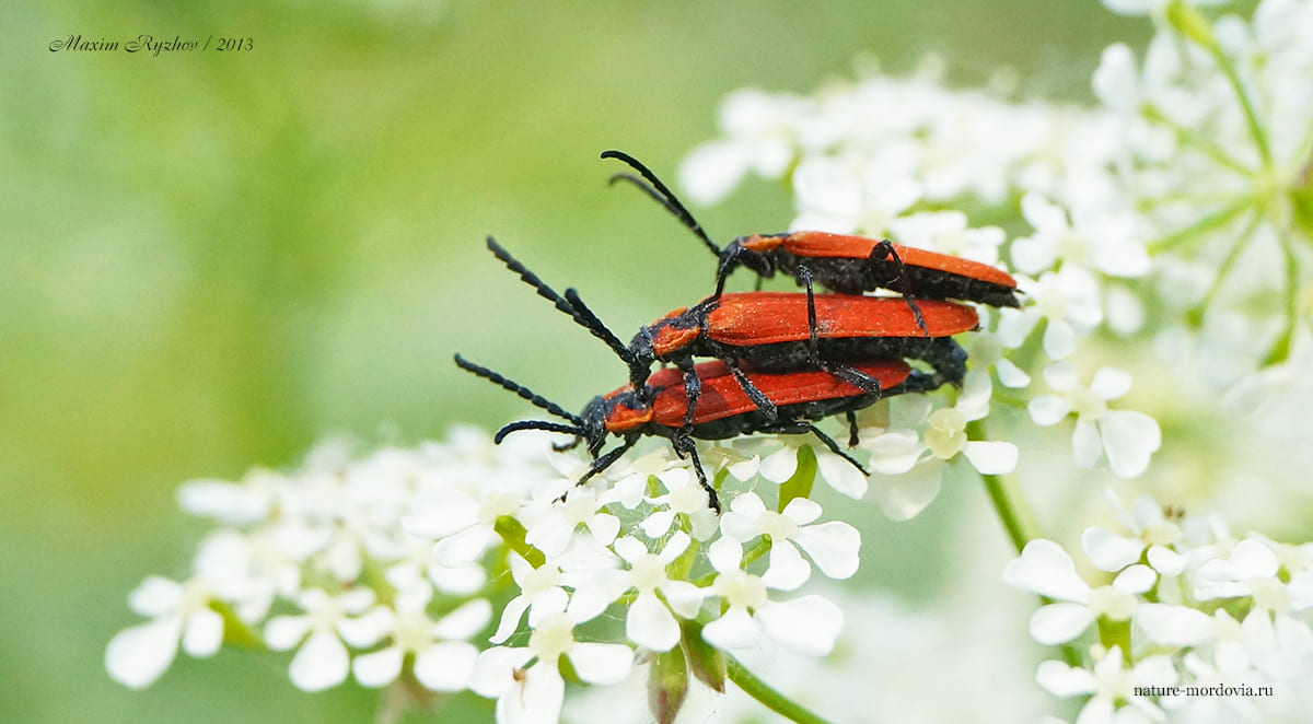 Кровавый краснокрыл (Lygistopterus sanguineus)