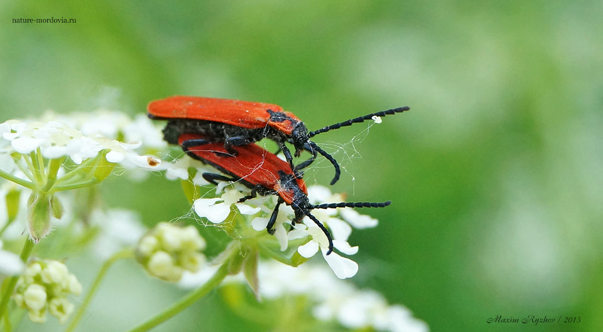 Кровавый краснокрыл (Lygistopterus sanguineus)