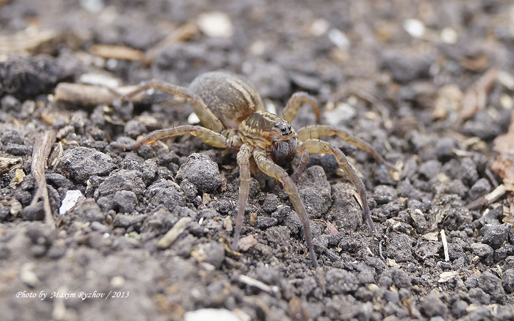 Трохоза полевая (Trochosa ruricola)