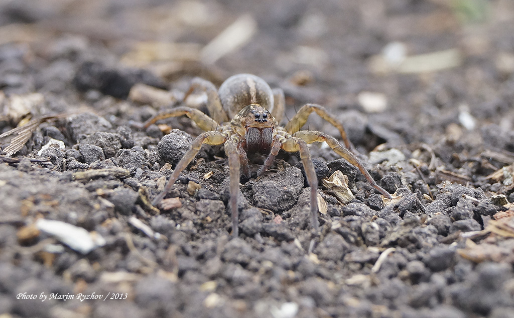 Трохоза полевая (Trochosa ruricola)