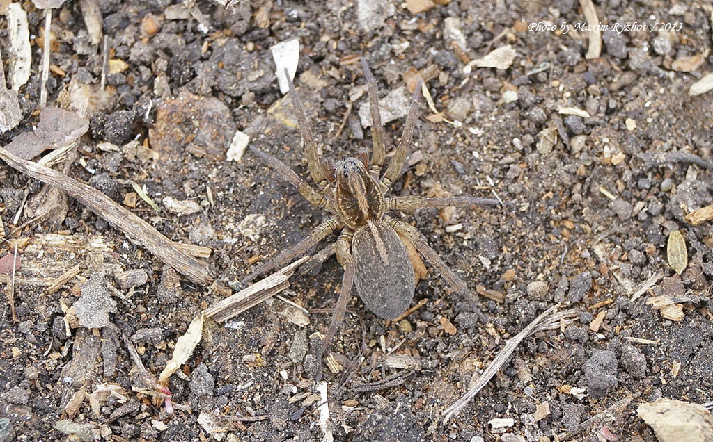 Трохоза полевая (Trochosa ruricola)