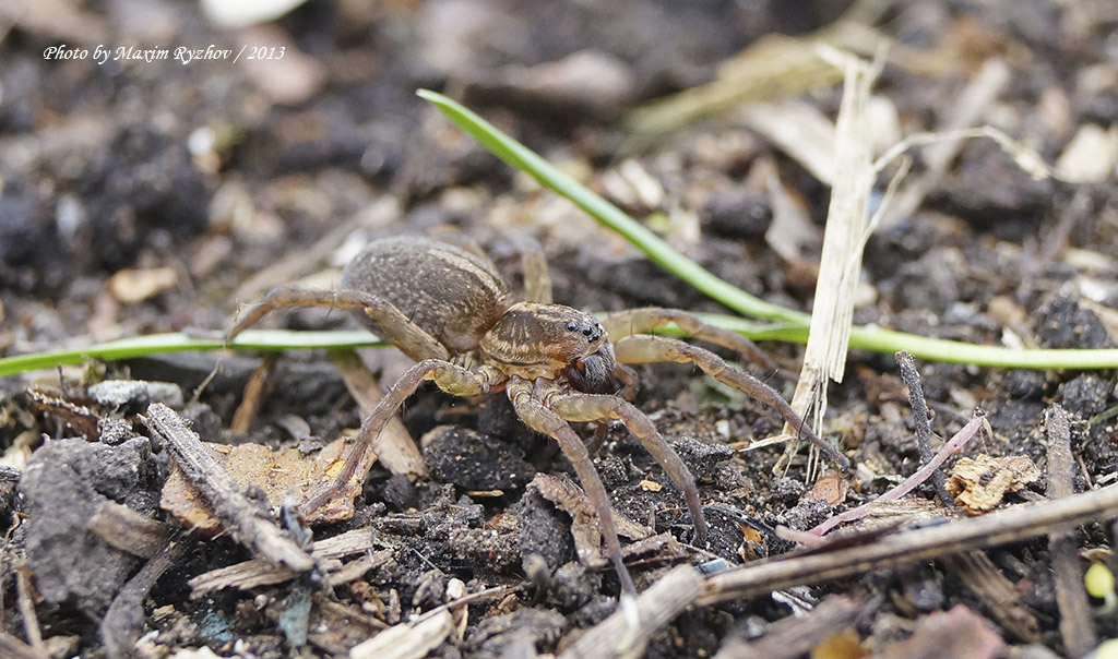 Трохоза полевая (Trochosa ruricola)