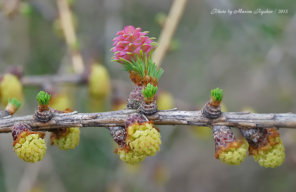 Лиственница сибирская (Larix sibirica)