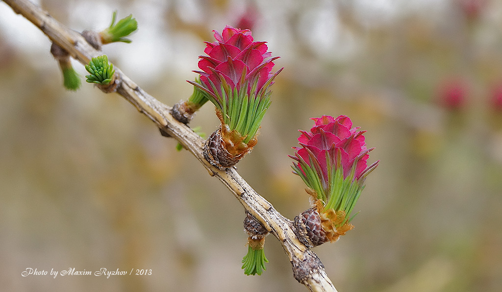 Лиственница сибирская (Larix sibirica)
