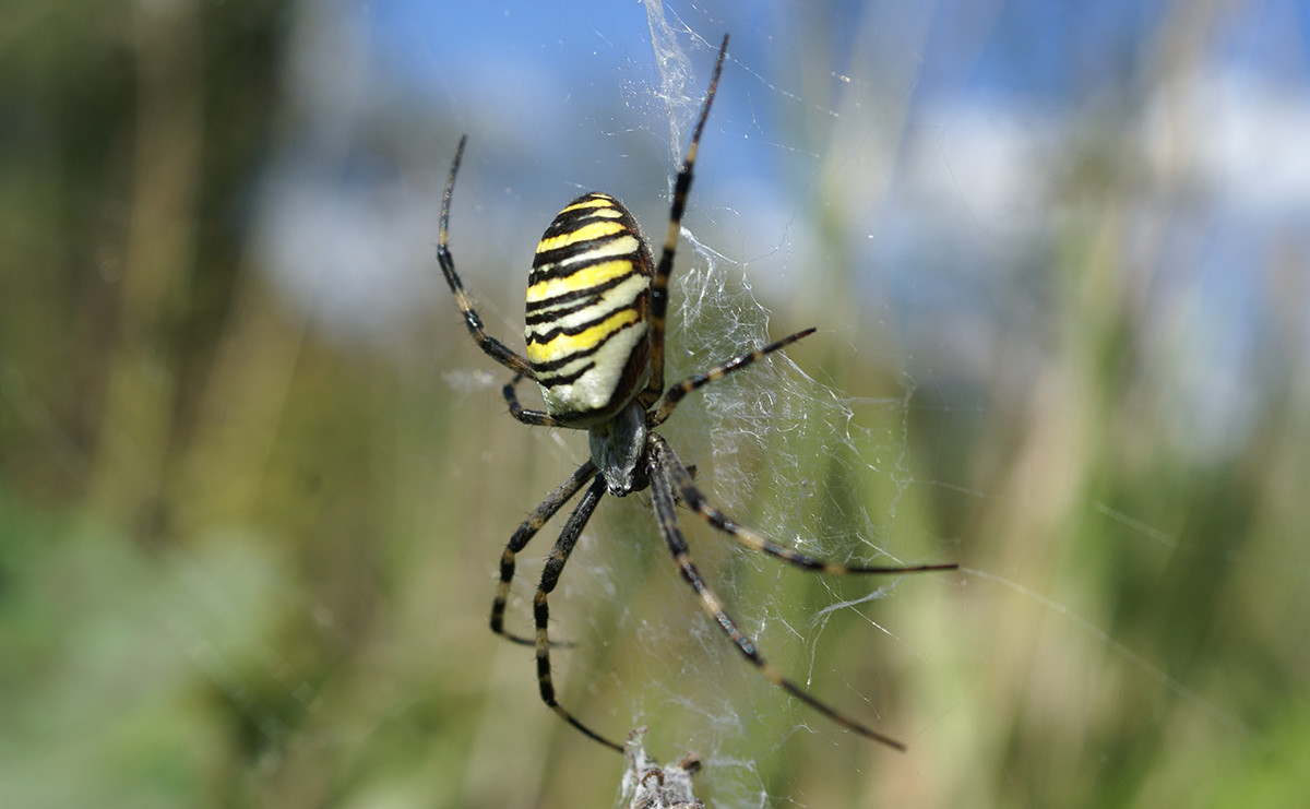 Аргиопа (Argiope bruennichi)