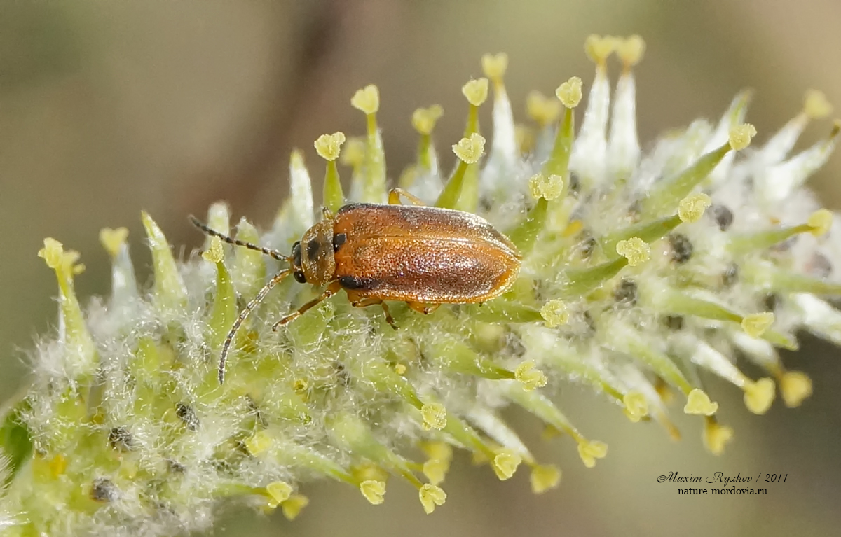 Листоед ивовый жёлтый (Galerucella lineola)