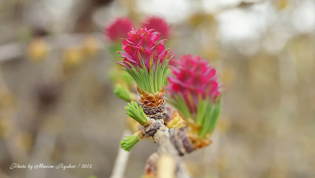 Лиственница сибирская (Larix sibirica)