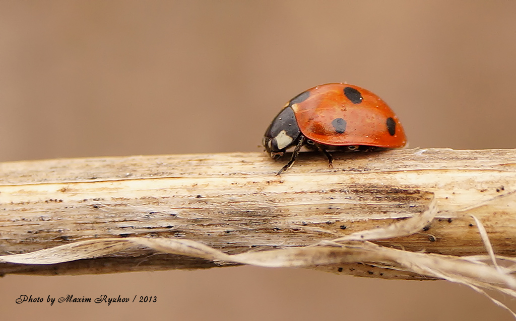 Коровка семиточечная (Coccinella septempunctata)