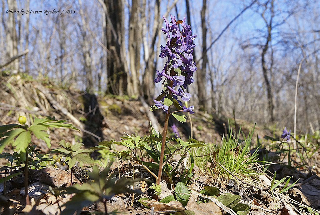 Хохлатка плотная (Corydalis solida)