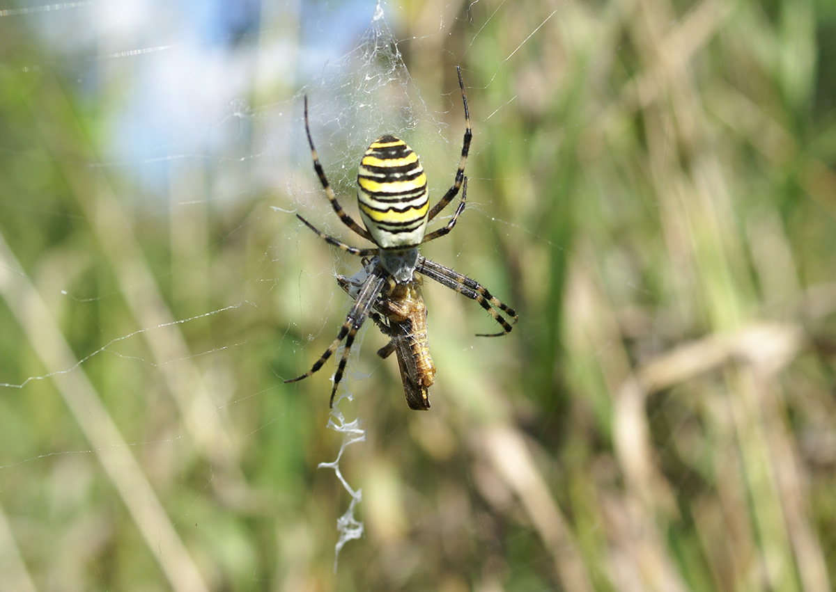 Аргиопа (Argiope bruennichi)